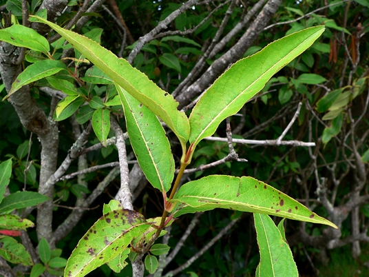 {Viburnum cassinoides}